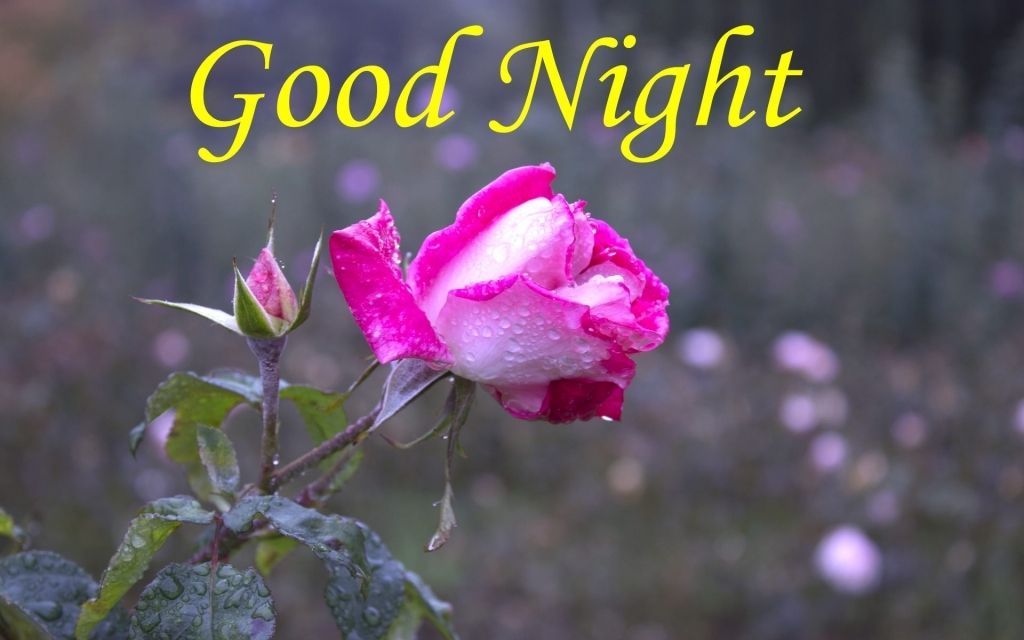 Good Flowers Night Good Night Flower Pictures and Graphics