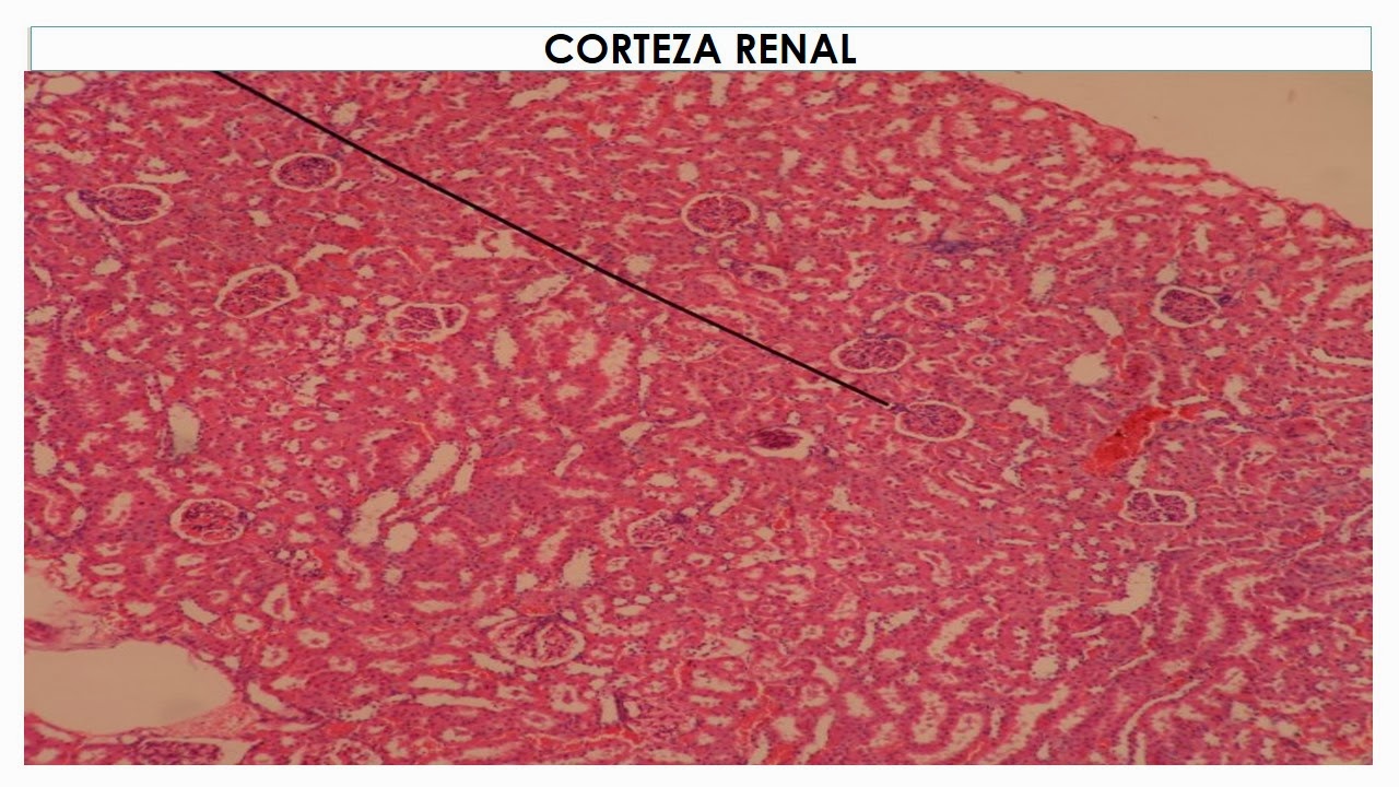 TEMAS MÉDICOS: HISTOLOGÍA RIÑÓN