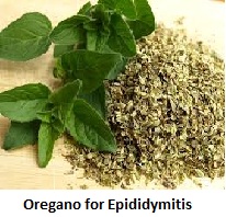 Oregano for Epididymitis Oregano for Epididymitis