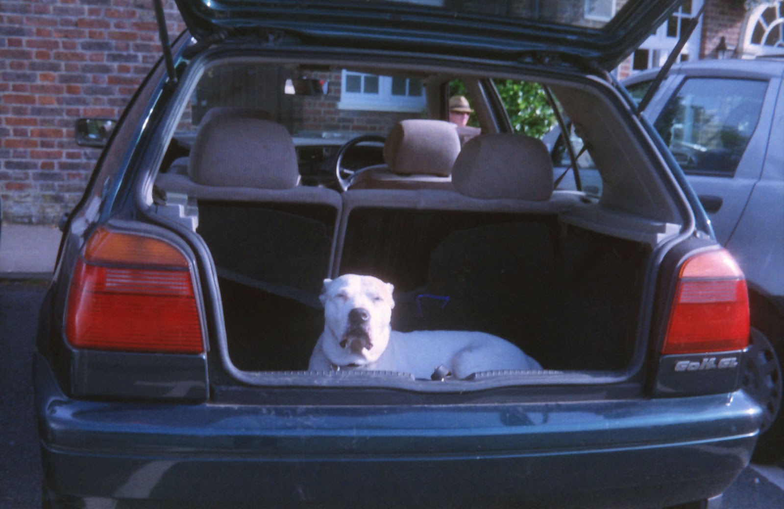 Woolly Two Shoes Dog In Boot