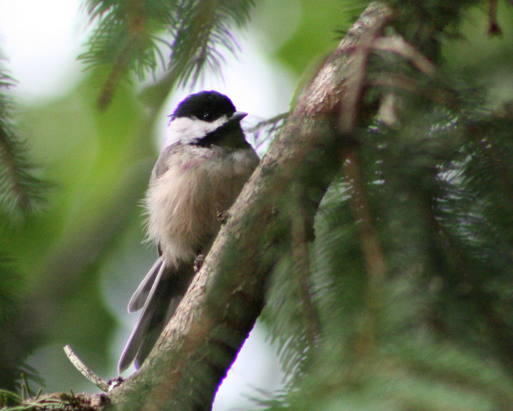 Discover Birds Tennessee Birds