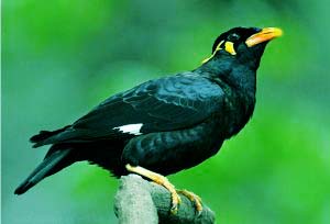 Burung Beo Nias Sudah Punah Tanoniha