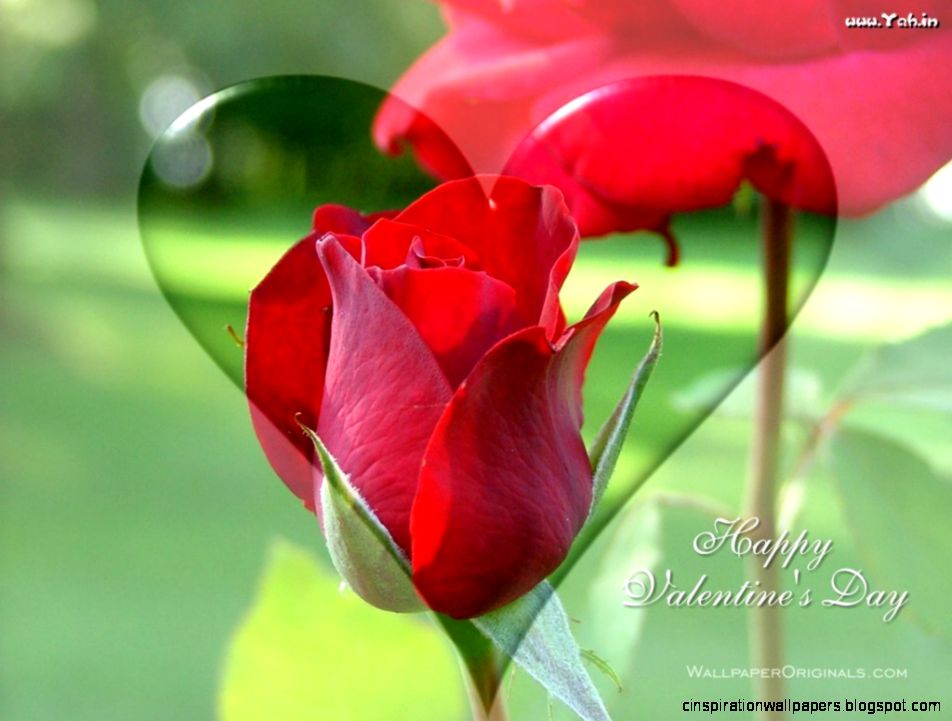 Most Beautiful Red Rose Love Hd Wallpaper Images for Valentine