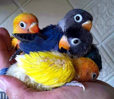 Harga Burung Lovebird Mulai Turun Per Oktober 2018 Burung Babe