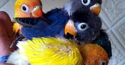 Harga Burung Lovebird Mulai Turun Per Oktober 2018 Burung Babe