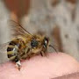 abeille qui pique