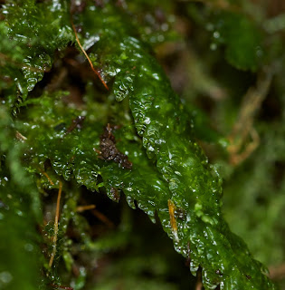 Waved Silk Moss/Plagiothecium undulatum