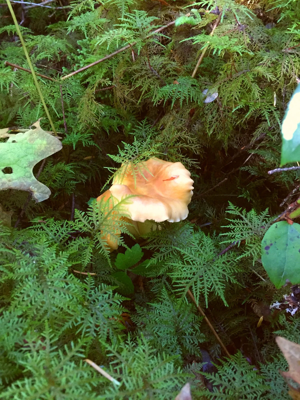 100 Mushrooms on Vancouver Island Golden Chanterelles are out Near
