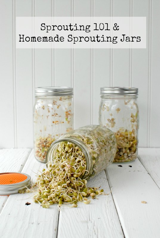 Modern Botanicals: Sprouting 101, Homemade Sprouting Jars {tutorial}