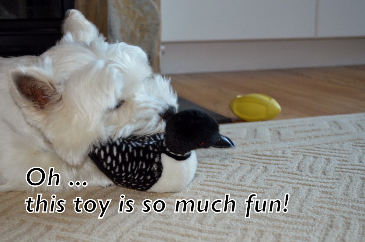 Westie Julep Crazier Than A Loon