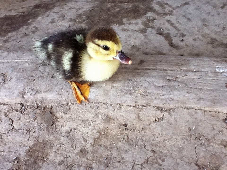 Jilo_13v my rural affairs @ all-the-places