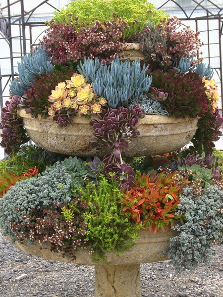 unique succulents - Succulent gardens - succulent arrangements