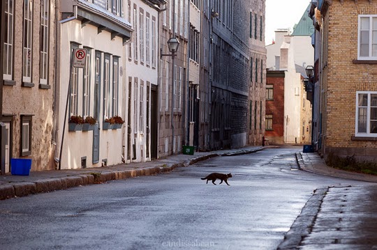 cat crossing the street