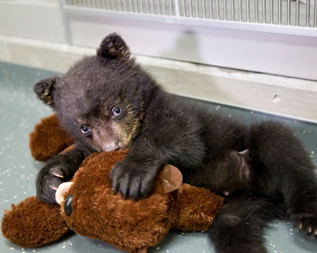 A cub bear snuggled with stuffed bear, baby bear, cute baby animals, cute naimal picture