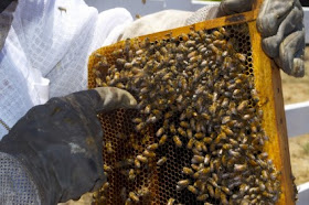 Πρόγραμμα βελτίωσης μελισσοκομίας 2015