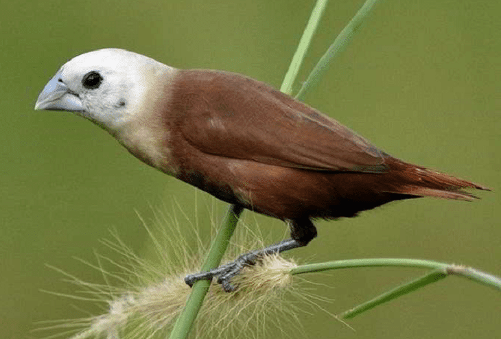 Burung Emprit: Pilihan Makanan yang Tepat untuk Kesehatan dan Kebahagiaan