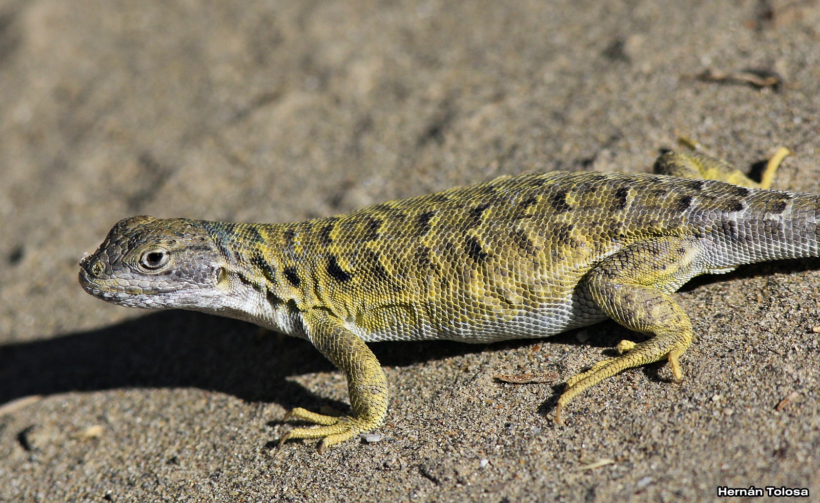 Patagonia (Liolaemus melanops)