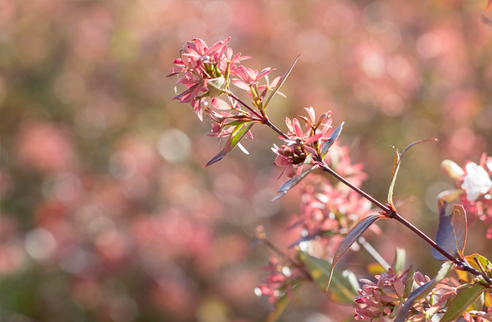 album flores fotografía macro