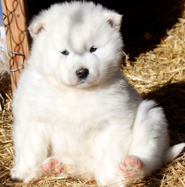 Beautiful White Alaskan Malamute Puppies Photos | Cute ...