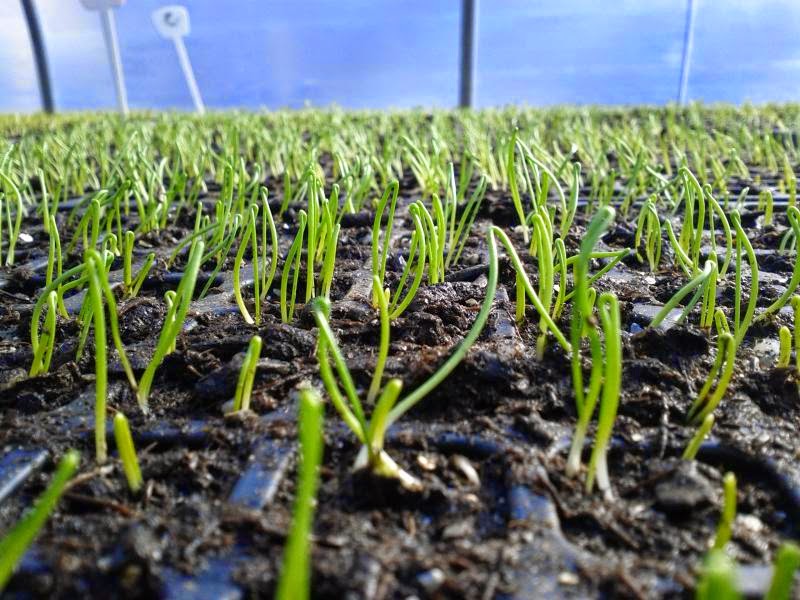 GROW GIANT ONION SEED The Garden of Eaden