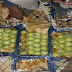 الكمارك : ضبط 4 اطنان من التفاح الإيراني معد للتهريب بمنفذ الشلامجة الحدودي