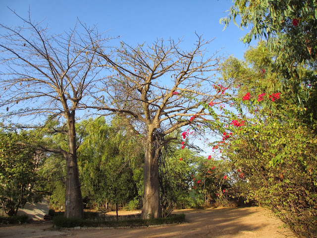 VIAJAR NO SENEGAL | Como sobrevivemos e andamos nas estradas e trânsito do Senegal