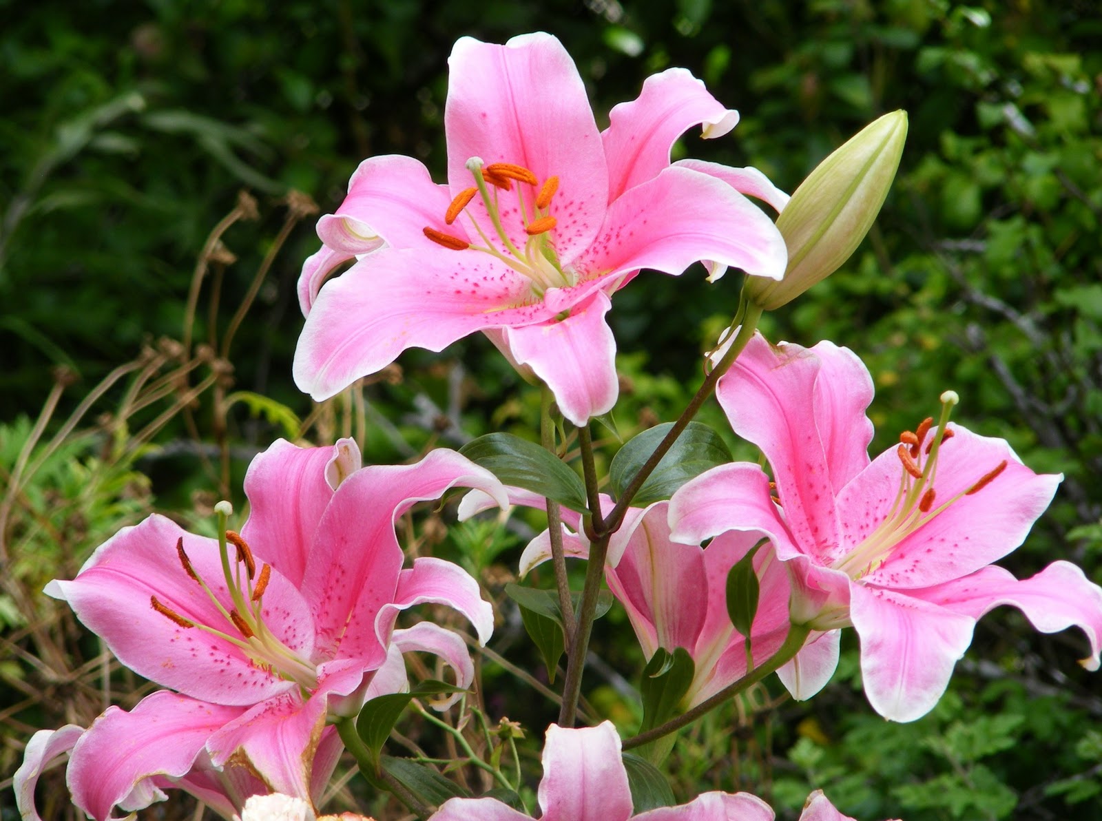 Dursley Garden - Wairarapa, NEW ZEALAND: Pink lilies
