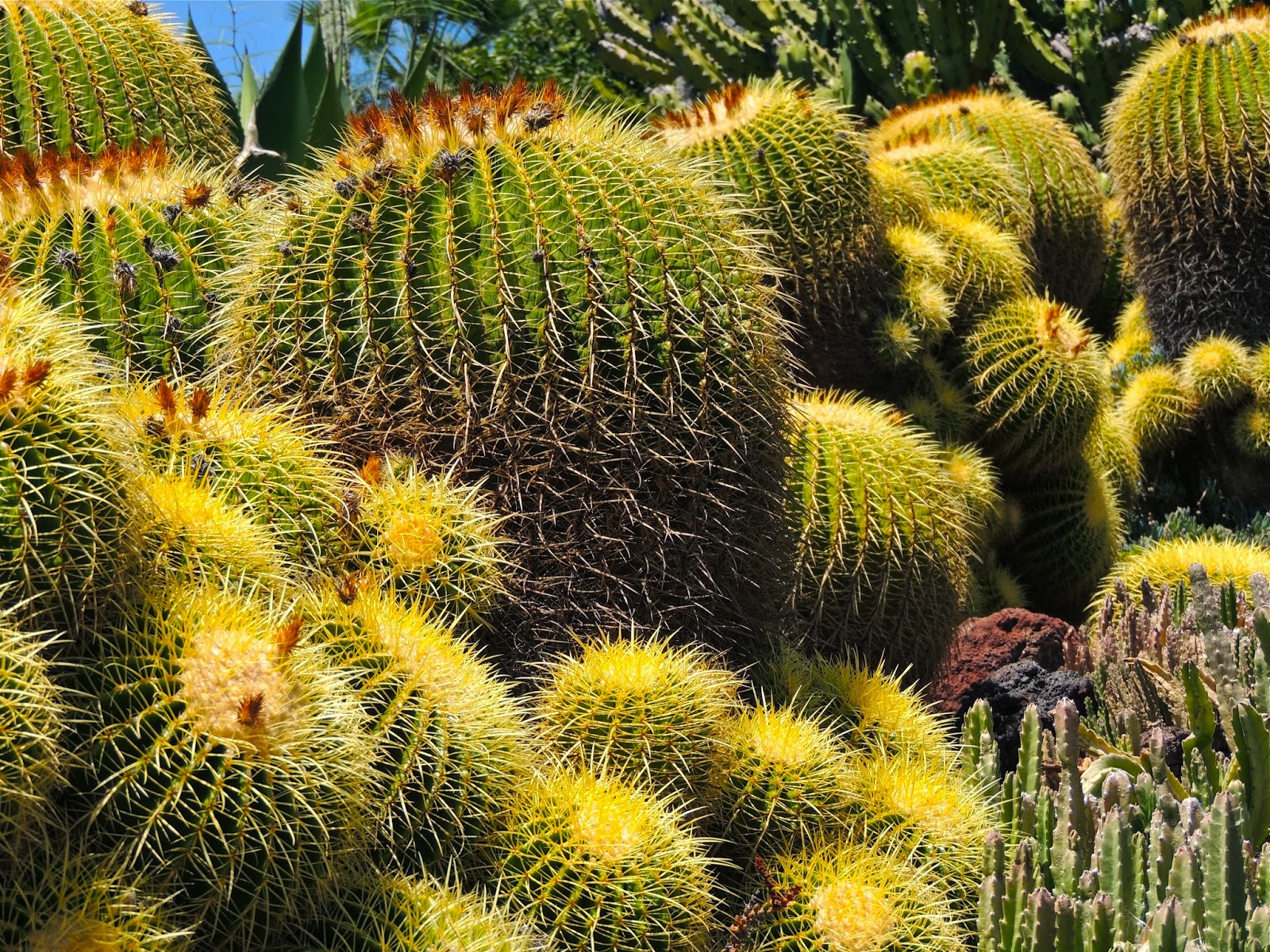 [barrel-cactus]