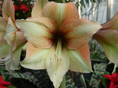 Mocha amaryllis hippeastrum Allan Gardens Conservatory Christmas Flower Show 2012 by garden muses-not another Toronto gardening blog