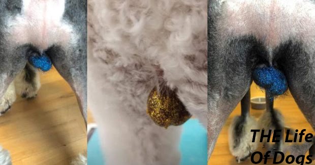 glittering dogs balls