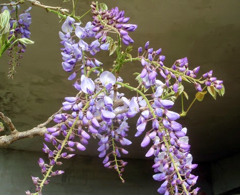 Flores de la glicinia (Wisteria sinensis)