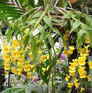 Dendrobium%2Bcapillipes%2BRchb.f.