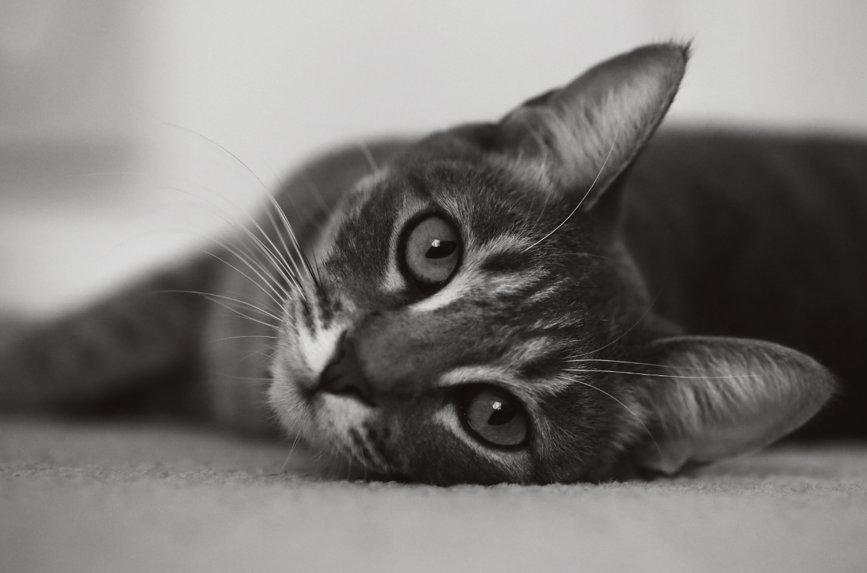 Giggly cats: Sometimes black and white