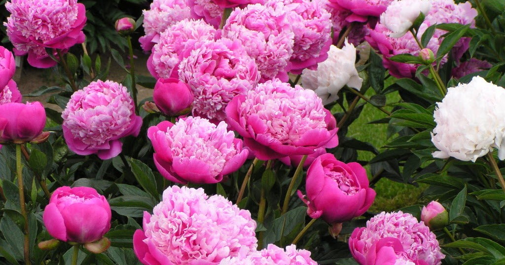 Pretty In the City 5 Easy Steps for Composting! Help the Earth and