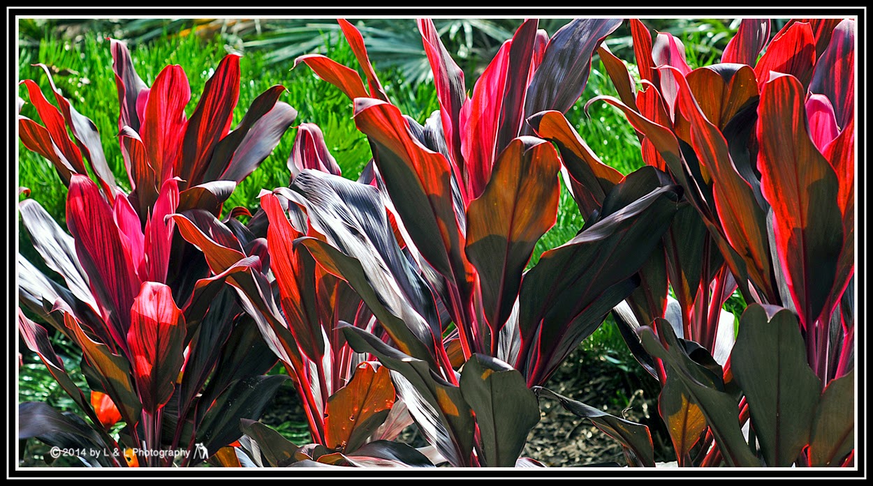 Ocala, Central Florida & Beyond Central Florida Midwinter Flora