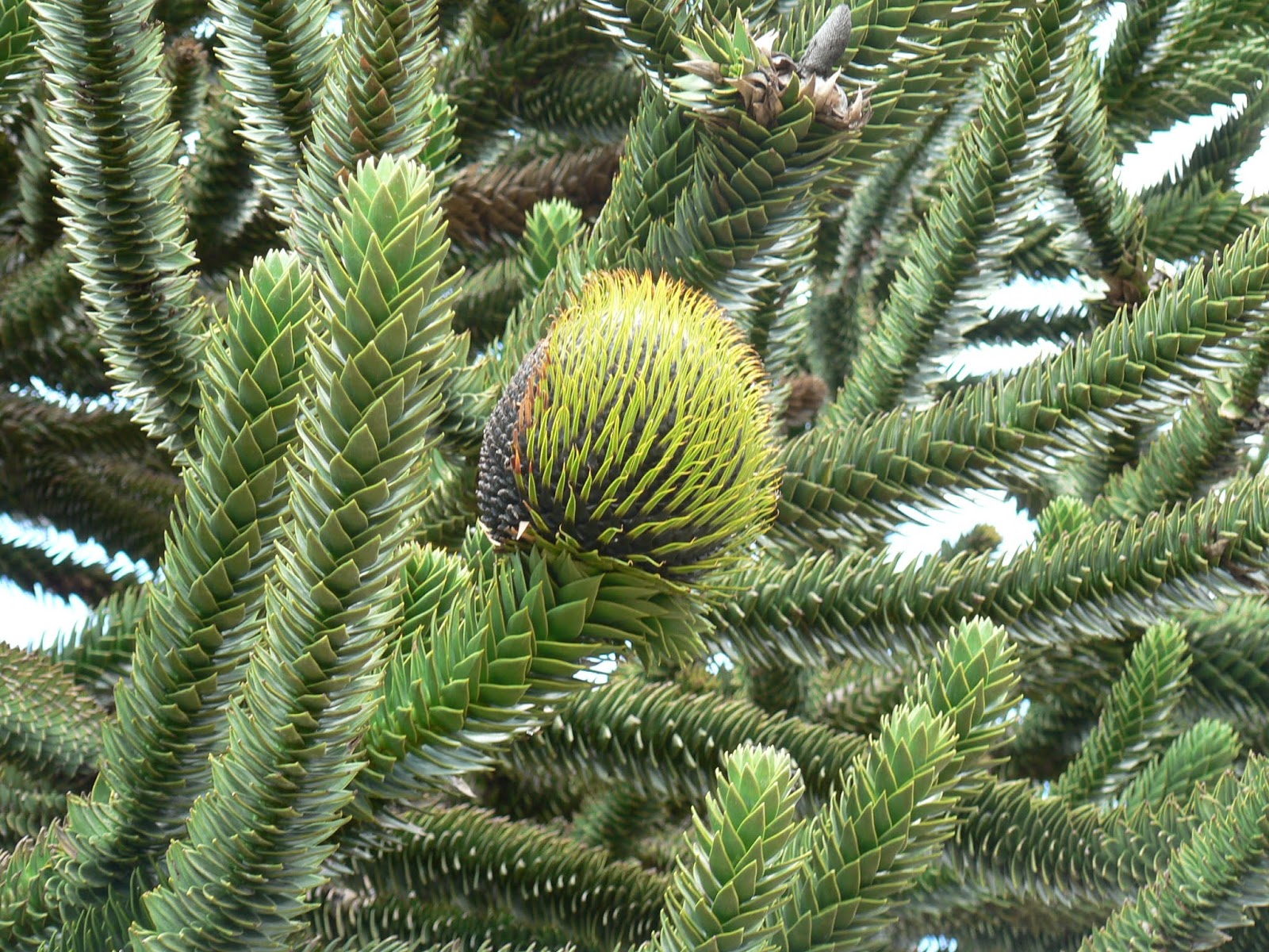 El Pehuén un árbol siempre verde con leyenda!