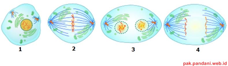 Perhatikan gambar mitosis berikut. Metafase dan telofase ditunjukan