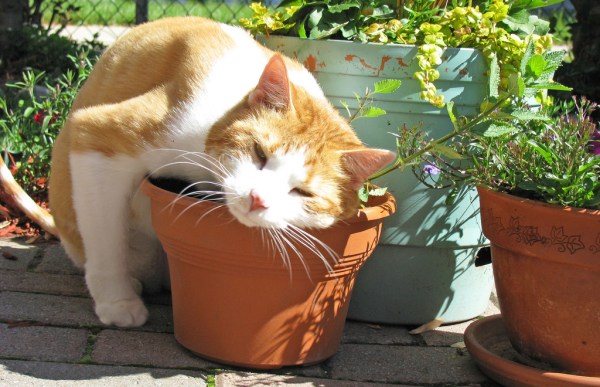 Jardinagem para gato