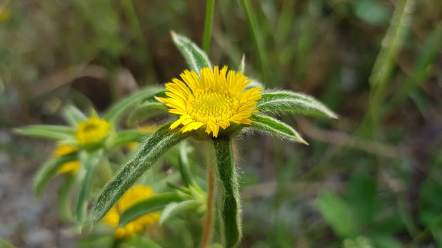 Panellis spinosa - Castañuela - Ojo de buey