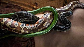 شاهدوا بالصور اغرب أنواع المساج والتدليك في العالم