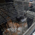 【閲覧注意】 盗んだ飼い猫を殺し、「うさぎ肉」として販売 (中国)