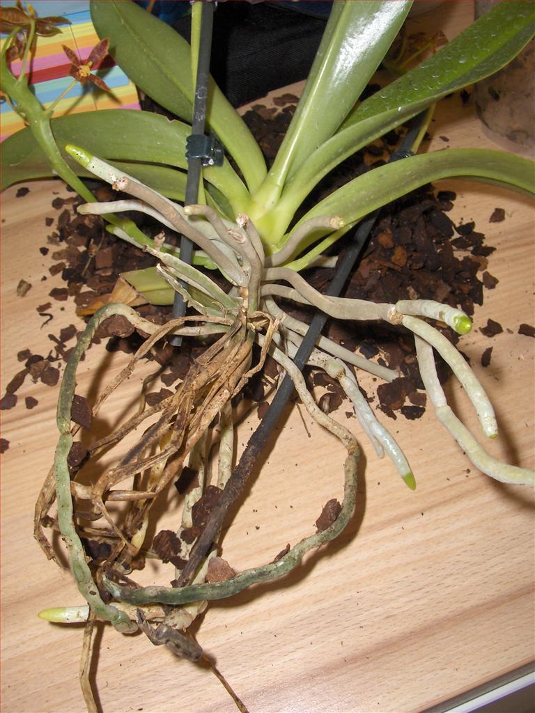 Пересадка орхидей фото. Орхидея фаленопсис корни. Пересаживаем орхидею фаленопсис. Фаленопсис корни церви. Омолаживание орхидеи фаленопсис.