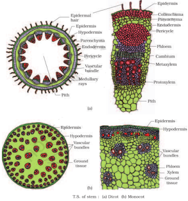 TS of stem dicot and Monocot