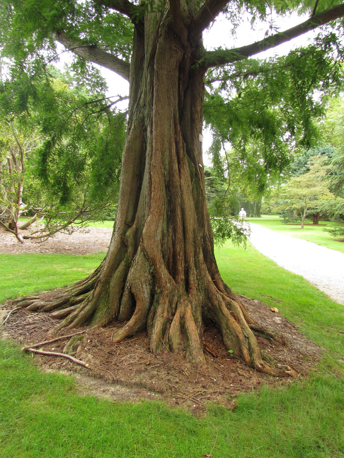 The Healthy Nut A TreeHugger Runs Amok