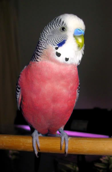 Tu blog de Periquitos: Periquitos raros , Mutaciones