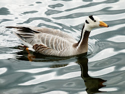 goose headed bar park hyde kensington gardens birds escaped recently