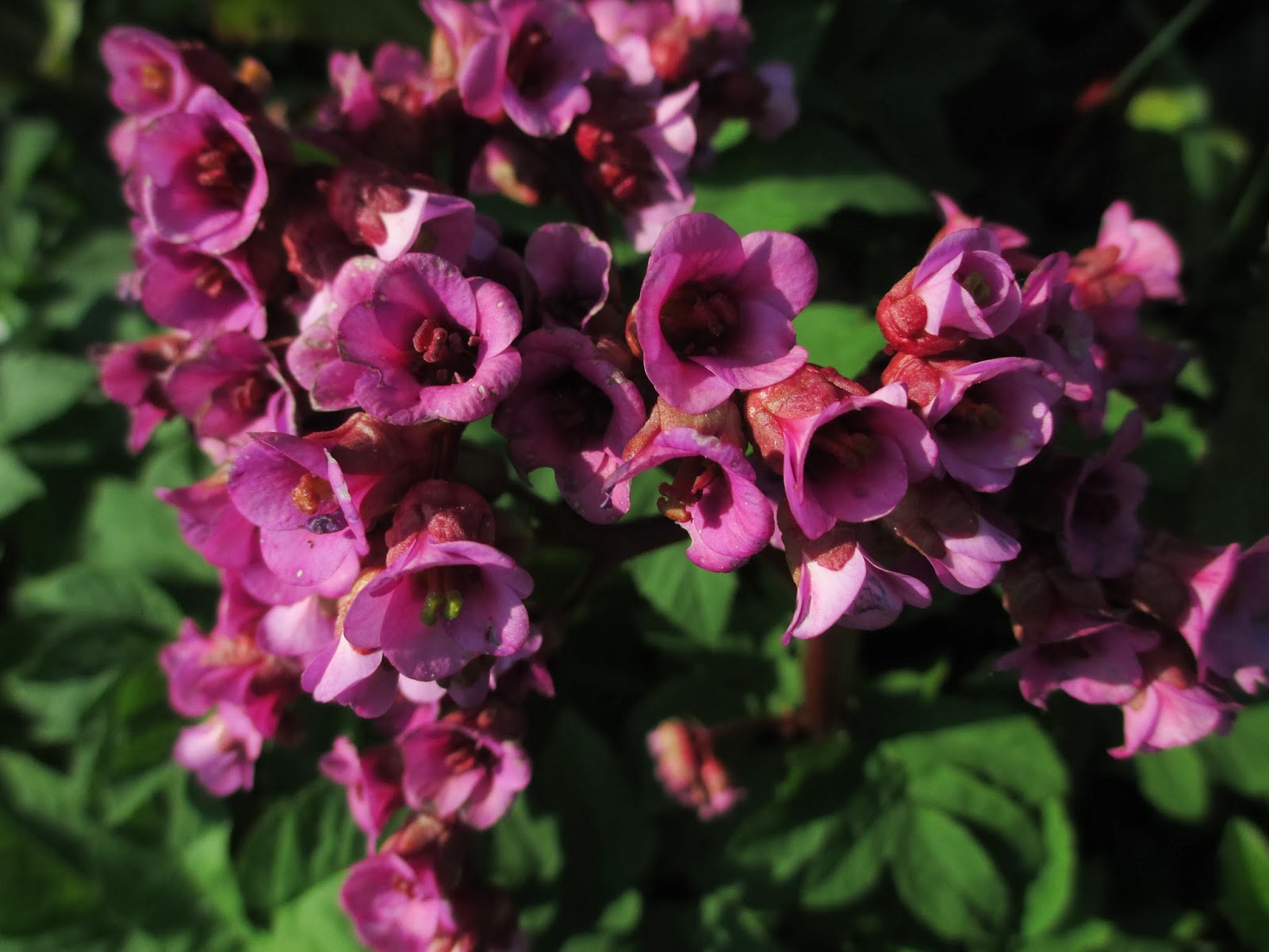 Душица обыкновенная (oríganum vulgáre). Таволга вязолистная лабазник. Трава а также девичье имя 4. Дербенник вязолистный. Богородская трава чабрец.