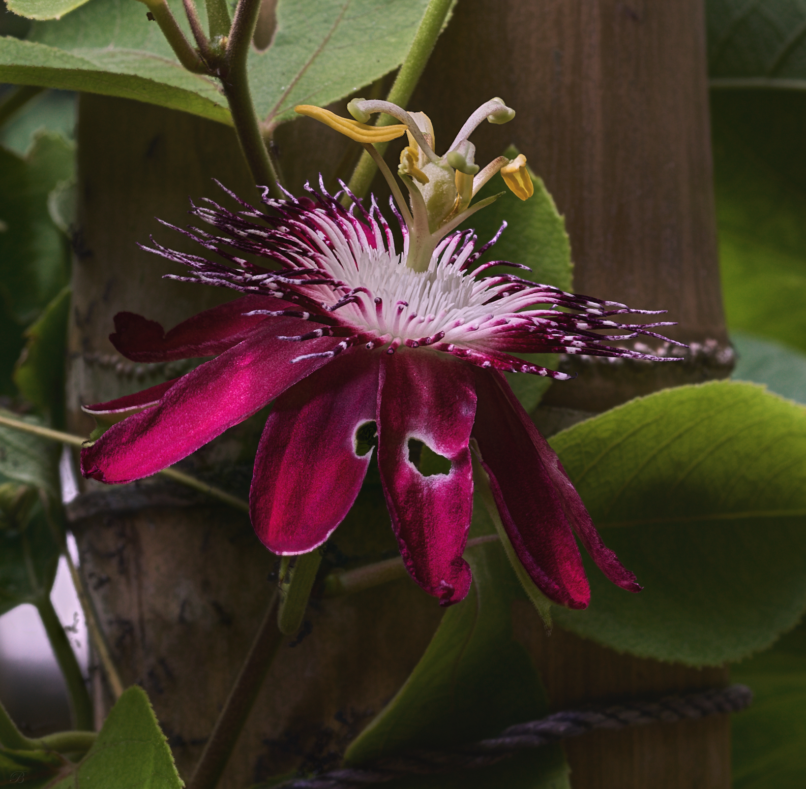 32 Shot Outdoor Stack: Red Passion Fruit Blossom Bamboo Post Background