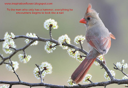 bird birds quotes inspirational quote quotesgram cardinal beauty nature colorful wild