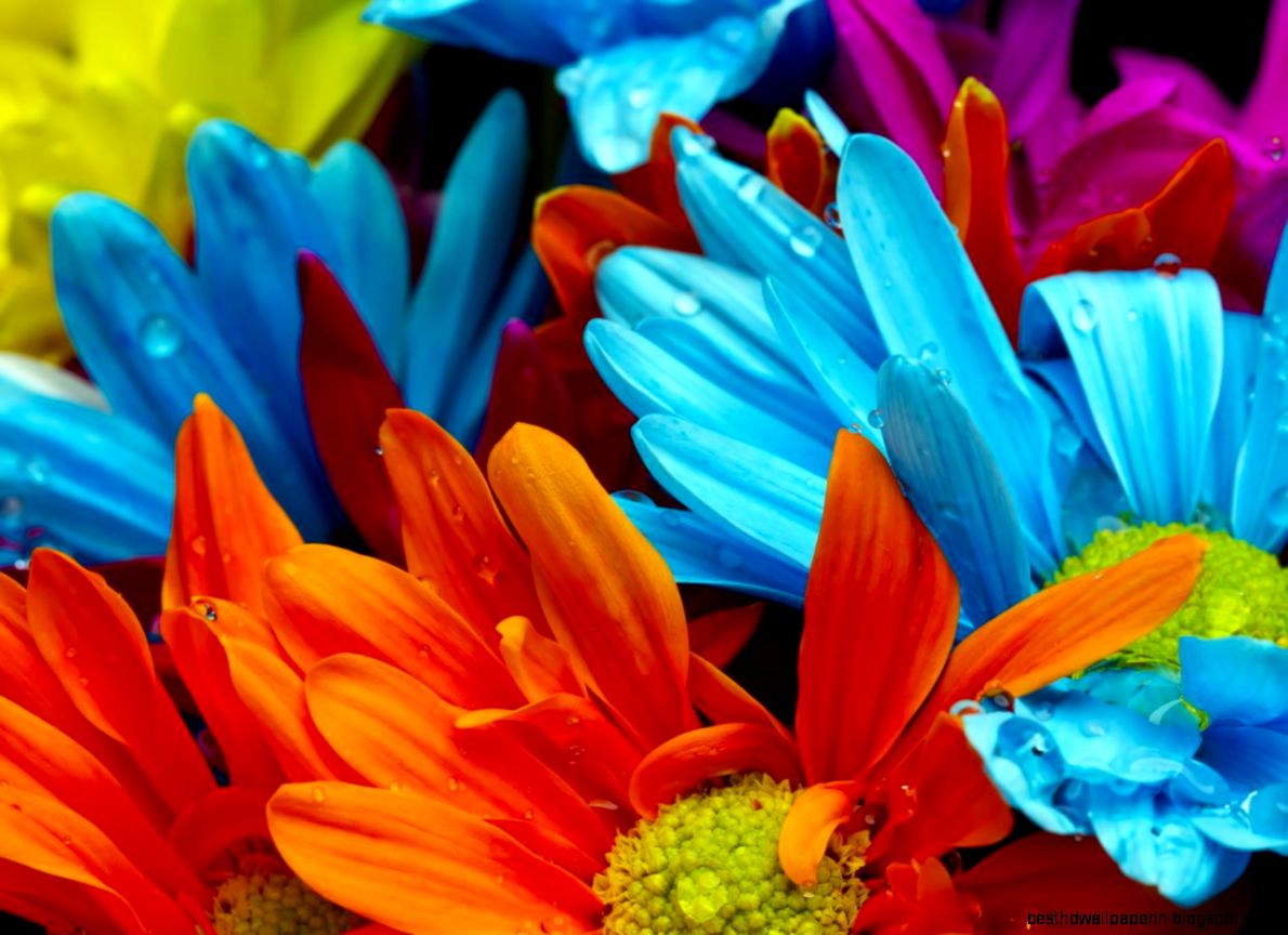 Colorful Flowers